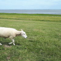 nordsee09